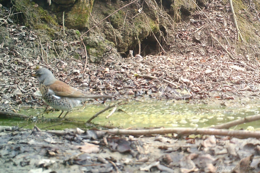 0256 Turdus pilaris (Cesena).jpg
